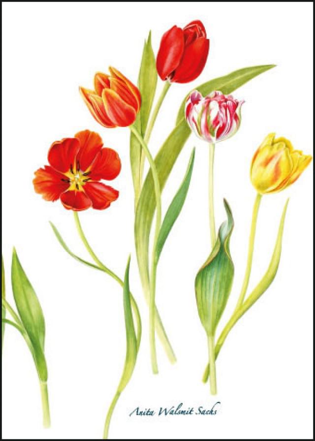 Tulips, Anita Walsmit Sachs