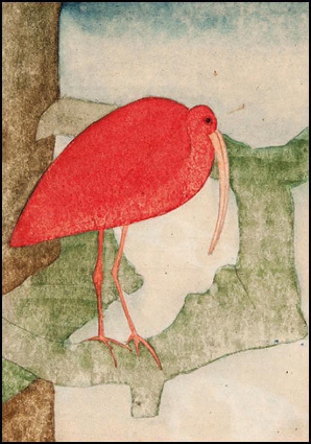 Scarlet ibis, Samuel Jessurun de Mesquita